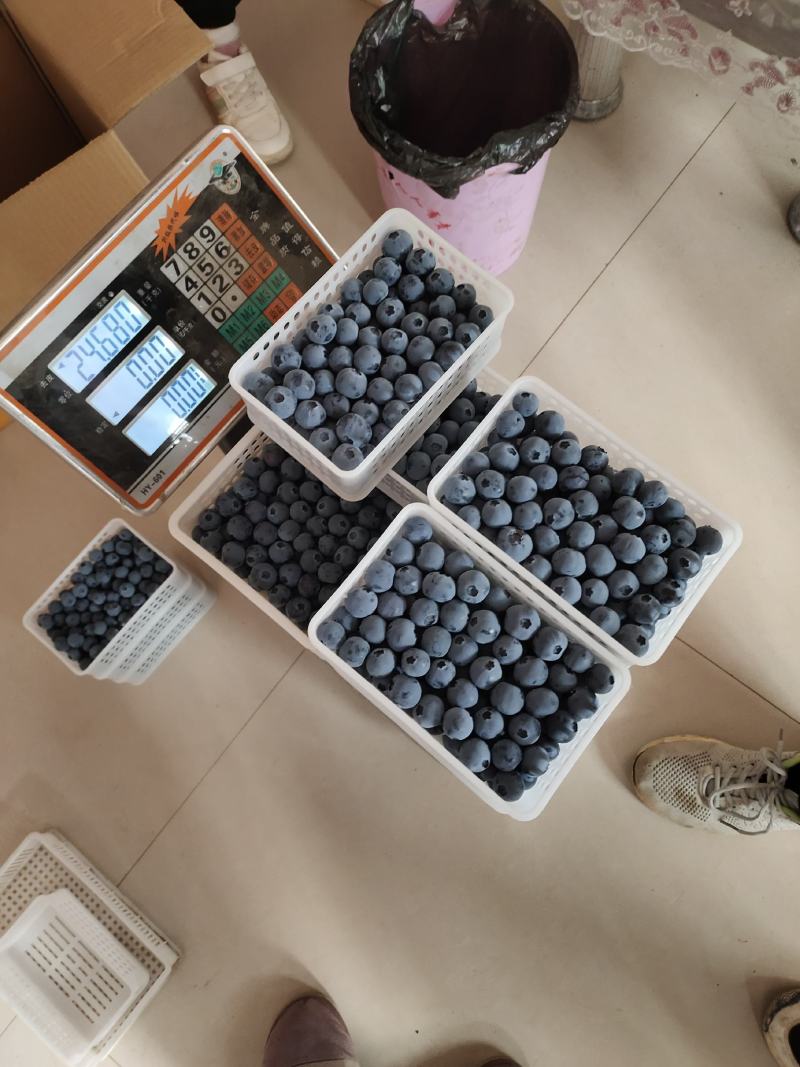 优质蓝莓