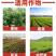 20%联苯噻虫胺地蛆韭蛆地老虎金针虫地下害虫果树蔬菜农药
