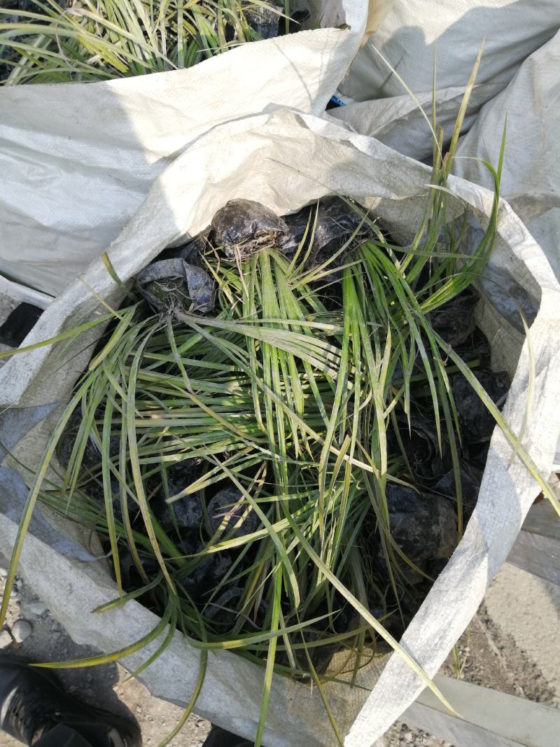 金叶石昌蒲小杯基地批发，石昌蒲小杯基地20--25高规格