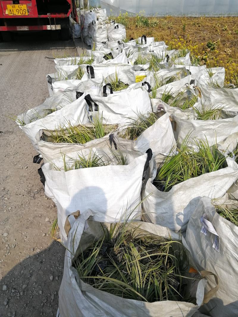 金叶石昌蒲小杯基地批发，石昌蒲小杯基地20--25高规格