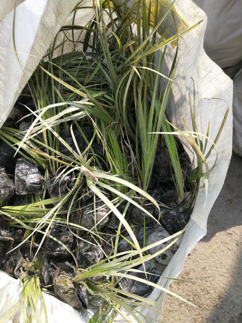 金叶石昌蒲小杯基地批发，石昌蒲小杯基地20--25高规格