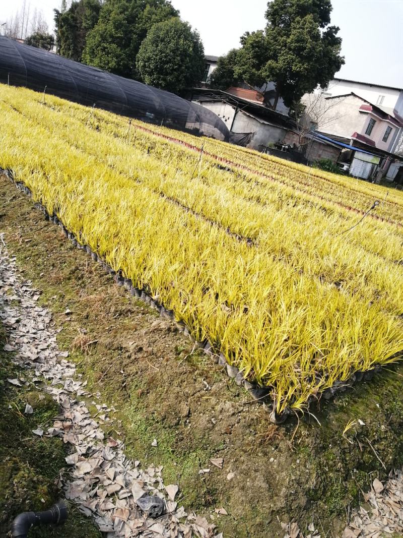 金叶石昌蒲小杯基地批发，石昌蒲小杯基地20--25高规格