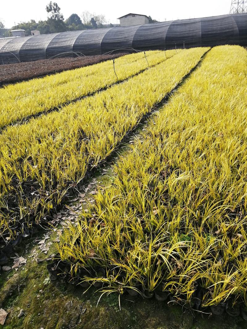 金叶石昌蒲小杯基地批发，石昌蒲小杯基地20--25高规格
