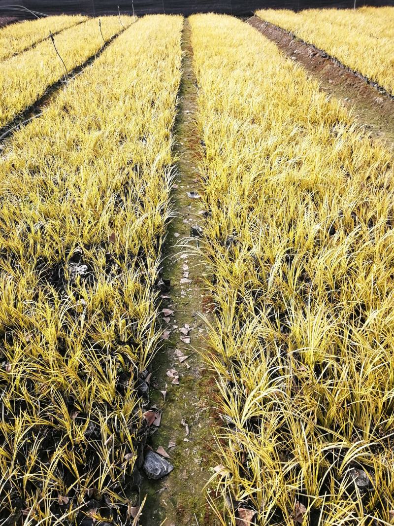 金叶石昌蒲小杯基地批发，石昌蒲小杯基地20--25高规格