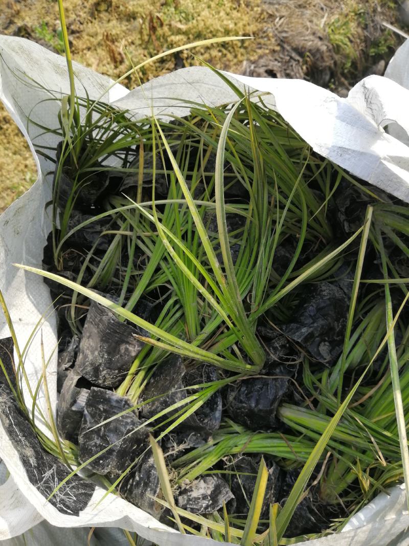 金叶石昌蒲小杯基地批发，石昌蒲小杯基地20--25高规格