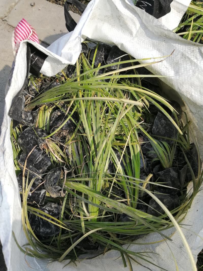 金叶石昌蒲小杯基地批发，石昌蒲小杯基地20--25高规格
