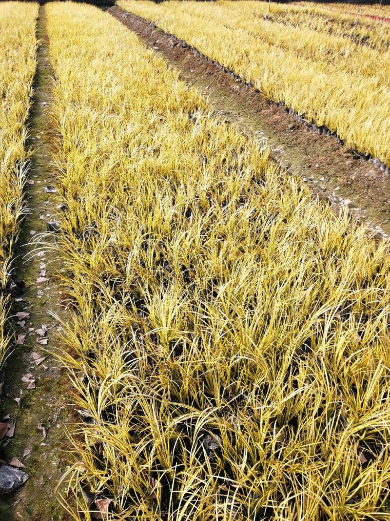 金叶石昌蒲小杯基地批发，石昌蒲小杯基地20--25高规格