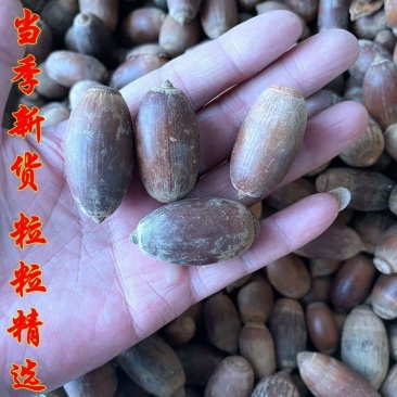 狗鞭果精品上市，质优价廉，品质保证欢迎全国各地客户订购