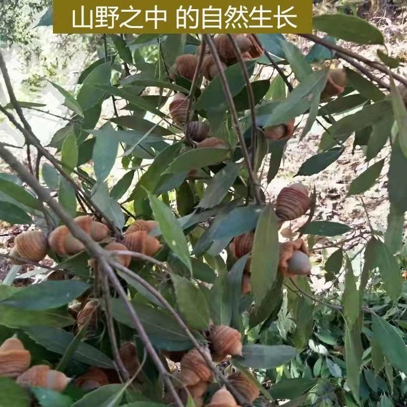 狗鞭果精品上市，质优价廉，品质保证欢迎全国各地客户订购