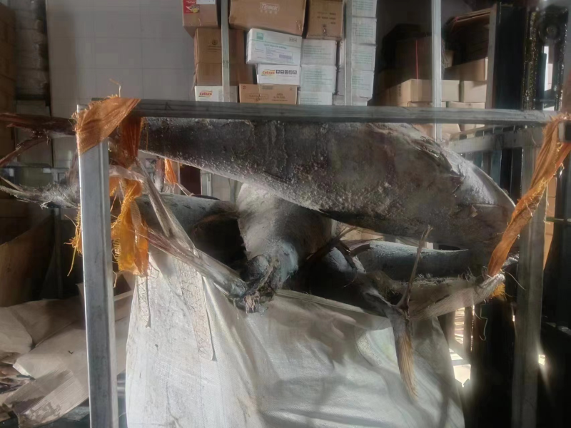 厂地大西洋大型围网船冻金枪10kg-20kg