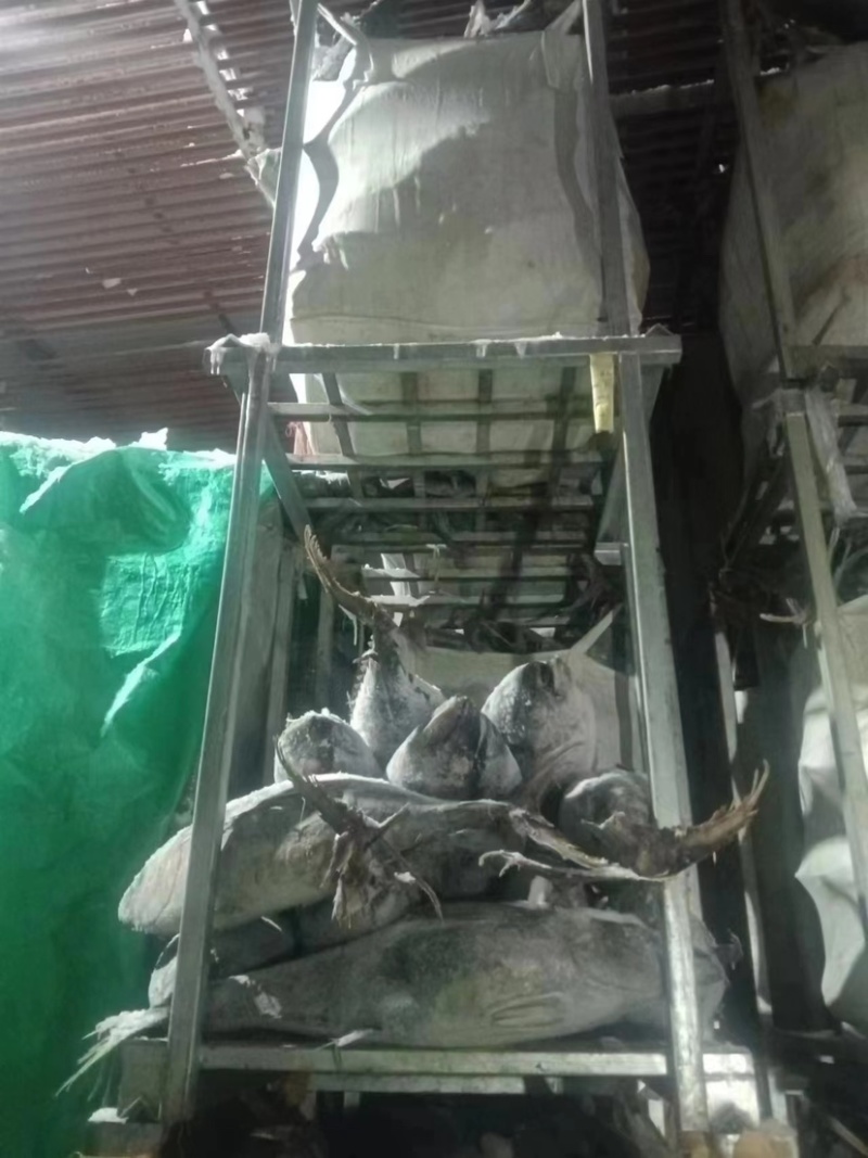 厂地大西洋大型围网船冻金枪10kg-20kg