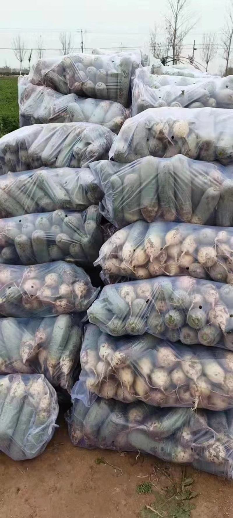 水果萝卜青萝卜电商加工厂养殖场食品厂量大从优