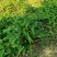 野生紫花地丁干货，35元一斤。10斤包邮