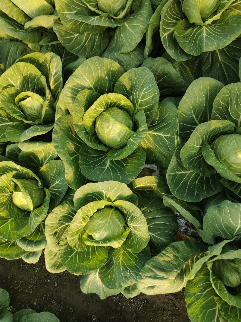 江苏连云港市灌云新鲜甘蓝甘蓝种植基地一手货源视频看货