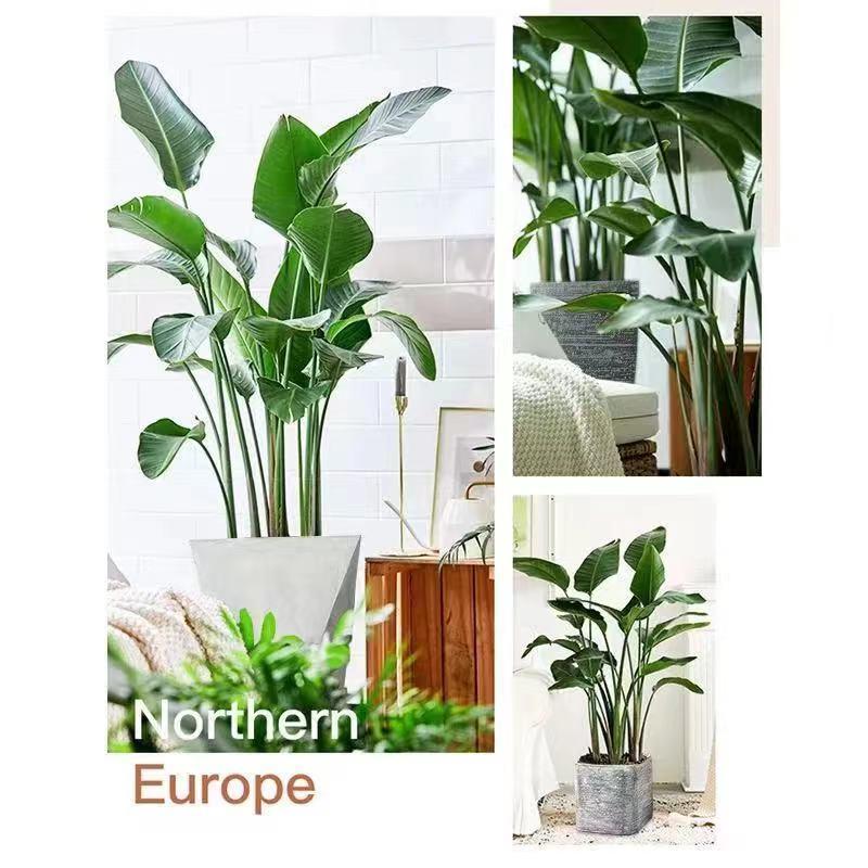 特价天堂鸟大型绿植网红植物北欧室内客厅办公室大盆栽