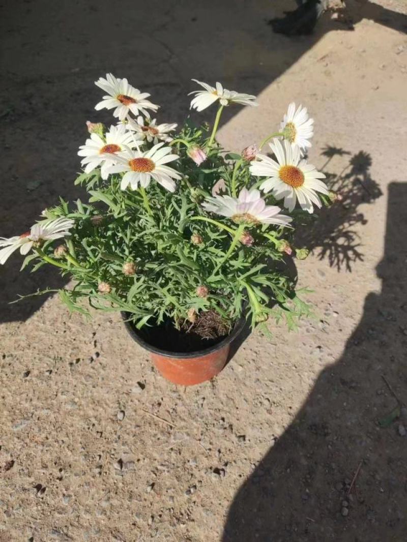玛格丽特基地批发视频发货质量保证