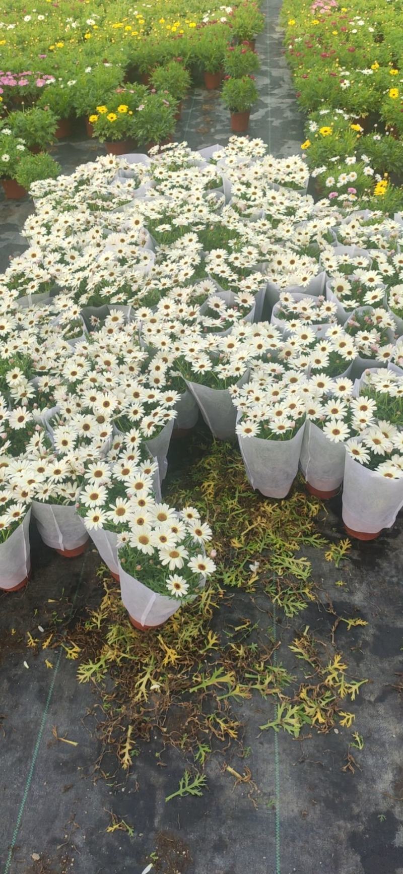 玛格丽特基地批发视频发货质量保证