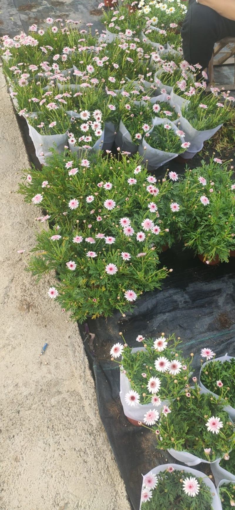 玛格丽特基地批发视频发货质量保证
