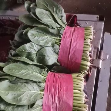 精品菠菜