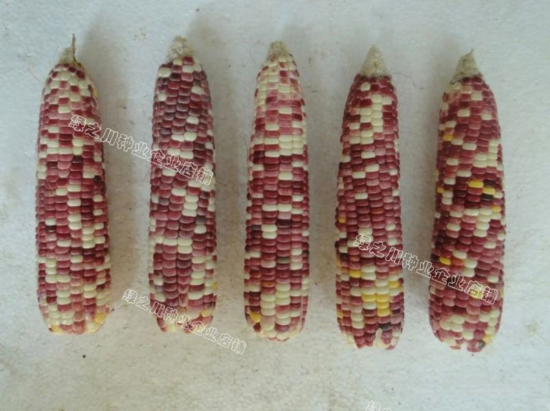 天紫23号玉米种子花糯玉米种子中农斯达紫白色鲜食粘玉米