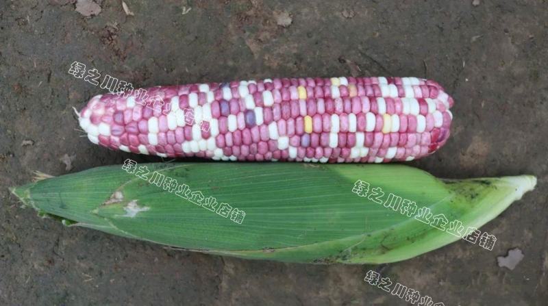 天紫23号玉米种子花糯玉米种子中农斯达紫白色鲜食粘玉米