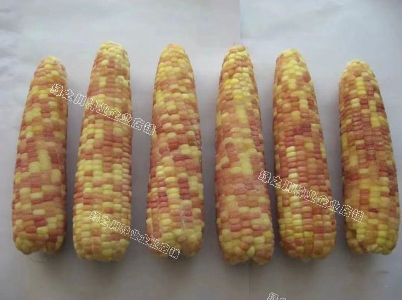 天紫23号玉米种子花糯玉米种子中农斯达紫白色鲜食粘玉米