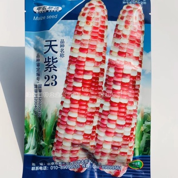 天紫23号玉米种子花糯玉米种子中农斯达紫白色鲜食粘玉米