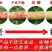 天紫23号玉米种子花糯玉米种子中农斯达紫白色鲜食粘玉米