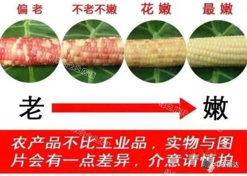 天紫23号玉米种子花糯玉米种子中农斯达紫白色鲜食粘玉米