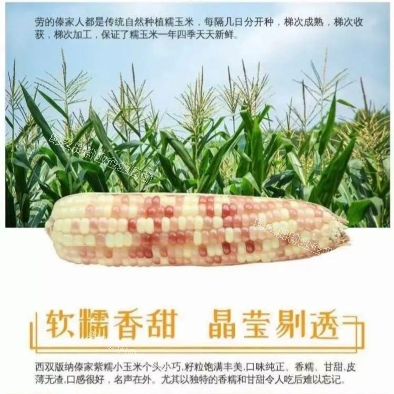 天紫23号玉米种子花糯玉米种子中农斯达紫白色鲜食粘玉米