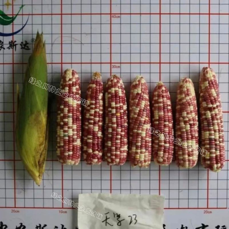天紫23号玉米种子花糯玉米种子中农斯达紫白色鲜食粘玉米