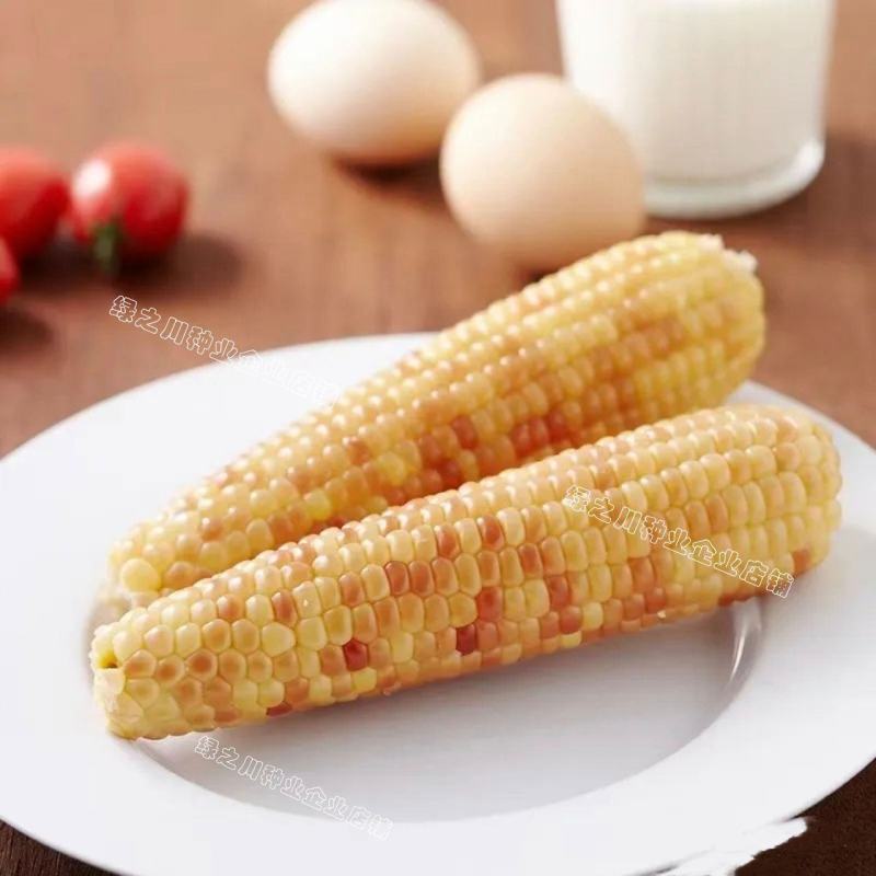 天紫23号玉米种子花糯玉米种子中农斯达紫白色鲜食粘玉米