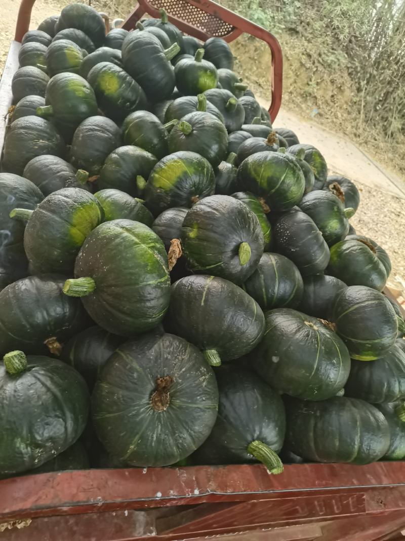 黑晶南瓜代发中国，诚信经营老瓜开始有货了，价格美丽