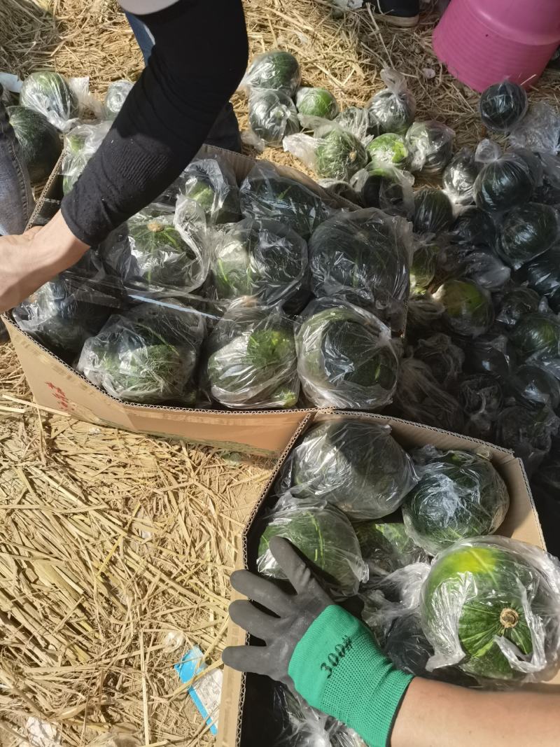 黑晶南瓜代发中国，诚信经营老瓜开始有货了，价格美丽