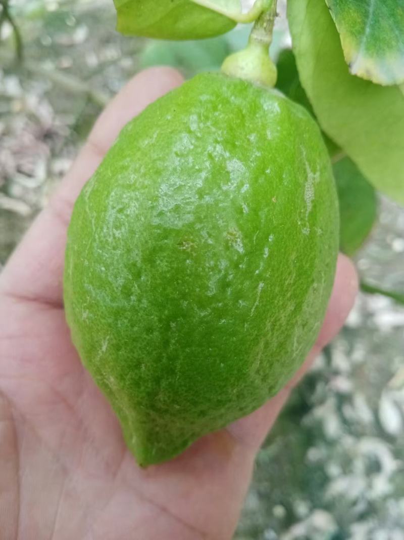 头像+V广东香水柠檬《自家果场没中间商》