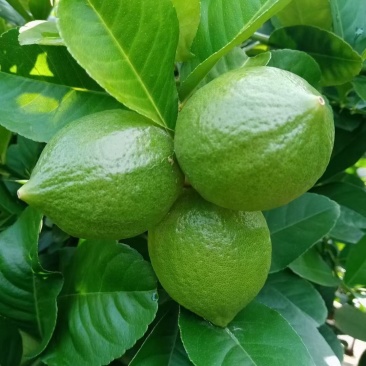 头像+V广东香水柠檬《自家果场没中间商》