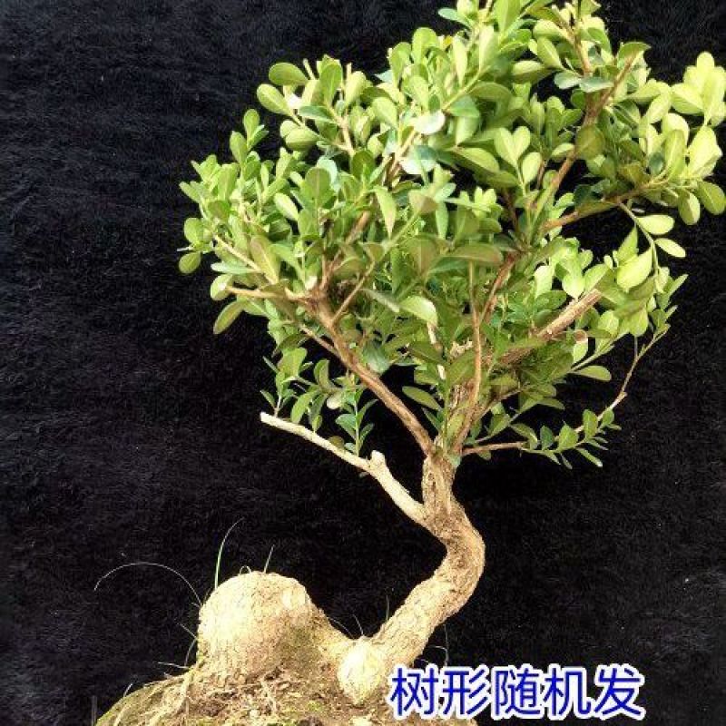 黄杨小老桩瓜子黄杨盆景素材树四季长青喜水喜阳庭院种植