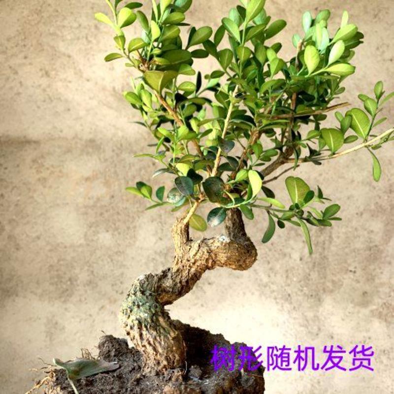 黄杨小老桩瓜子黄杨盆景素材树四季长青喜水喜阳庭院种植