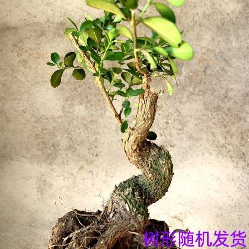 黄杨小老桩瓜子黄杨盆景素材树四季长青喜水喜阳庭院种植