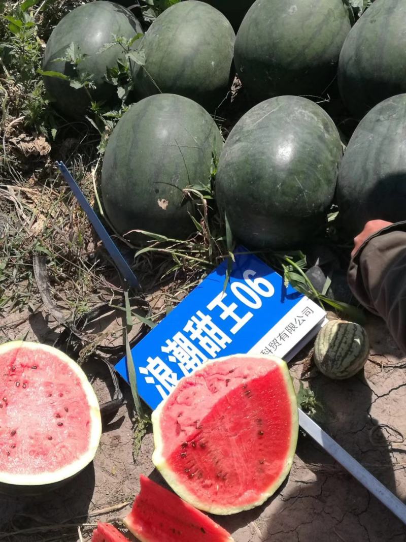 浪潮甜王06黑皮甜王种子易管理糖度14.5易座薄皮不空心