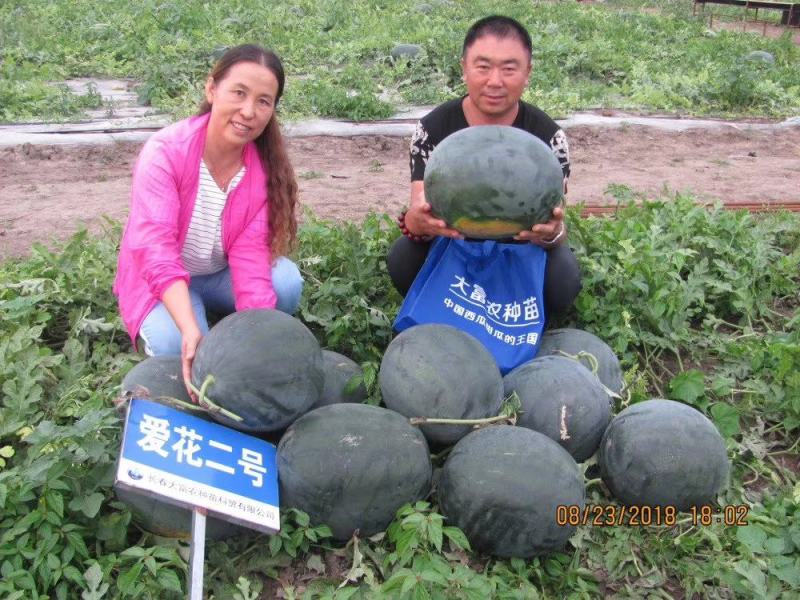 浪潮甜王06黑皮甜王种子易管理糖度14.5易座薄皮不空心