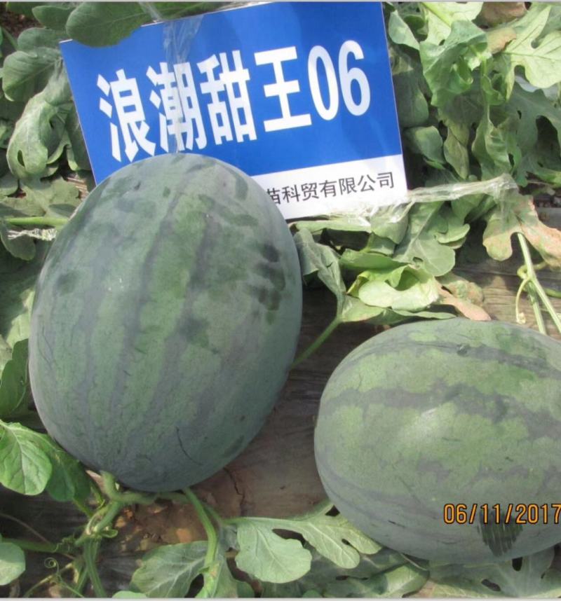 浪潮甜王06黑皮甜王种子易管理糖度14.5易座薄皮不空心