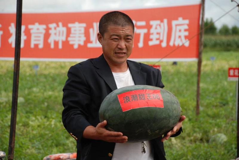 浪潮甜王06黑皮甜王种子易管理糖度14.5易座薄皮不空心