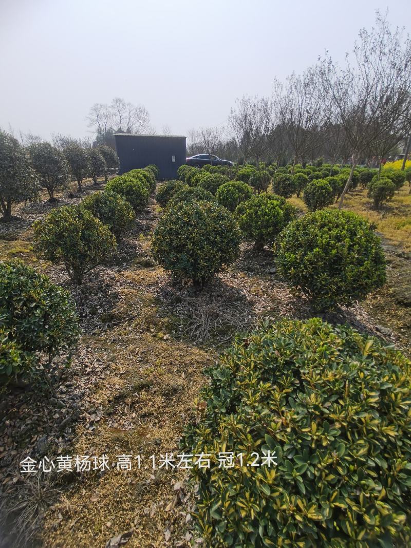 四川成都市温江区大量供应金心黄杨球，自产自销，基地直发！