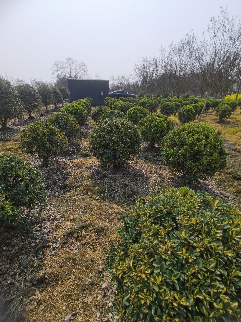 四川成都市温江区大量供应金心黄杨球，自产自销，基地直发！