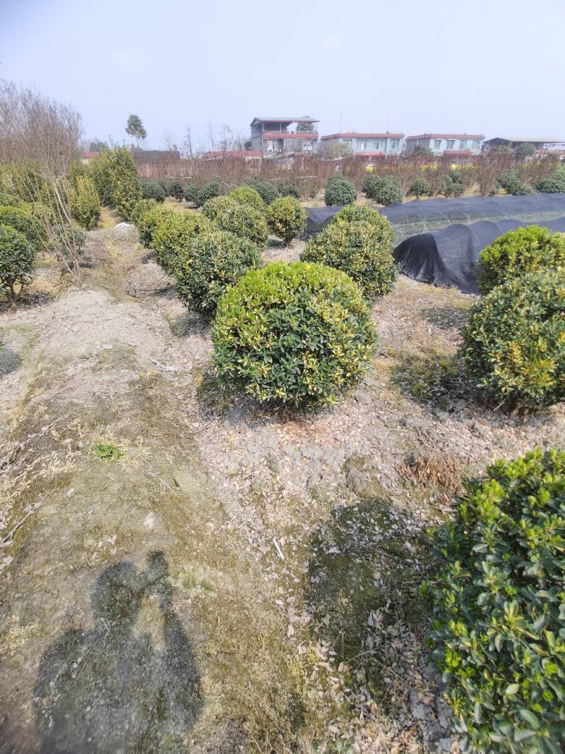 四川成都市温江区大量供应金心黄杨球，自产自销，基地直发！