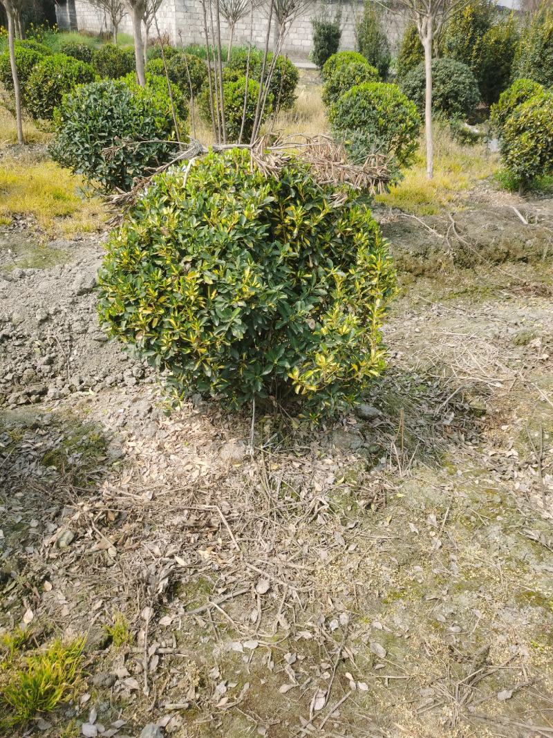 四川成都市温江区大量供应金心黄杨球，自产自销，基地直发！