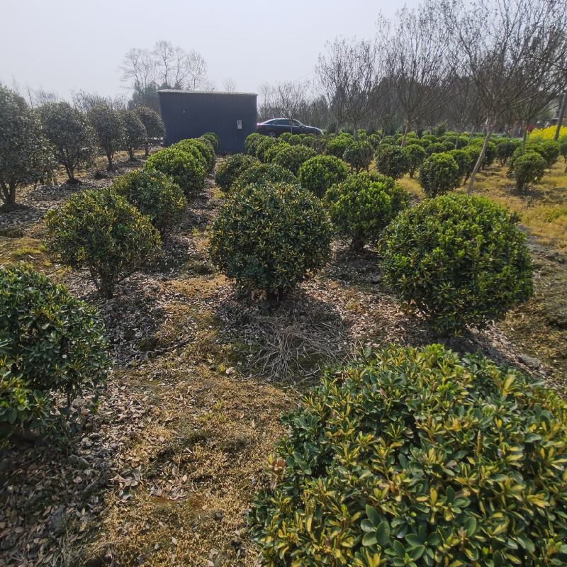 四川成都市温江区大量供应金心黄杨球，自产自销，基地直发！