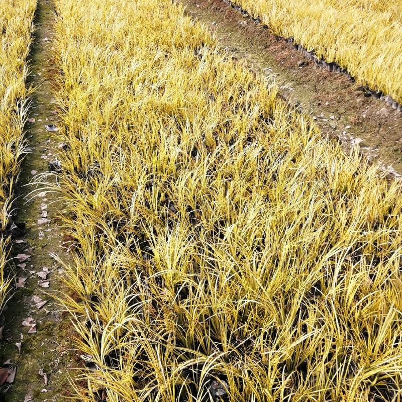 金叶石昌蒲小杯基地批发，石昌蒲小杯基地20--25高规格