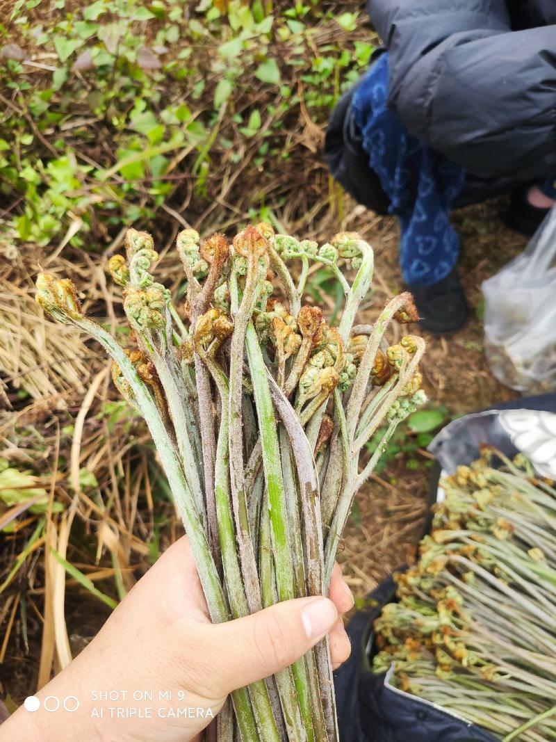 贵州高山野蕨菜